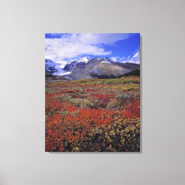 Canada, Alberta, Banff NP. Huckleberries provide Canvas Print (Front)