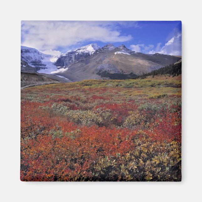 Canada, Alberta, Banff NP. Huckleberries provide Magnet (Front)