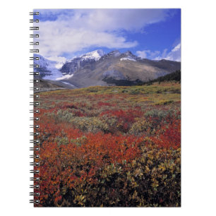 Canada, Alberta, Banff NP. Huckleberries provide Notebook
