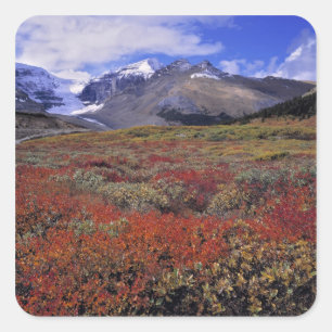 Canada, Alberta, Banff NP. Huckleberries provide Square Sticker