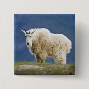 Canada, Alberta, Jasper National Park, 15 Cm Square Badge