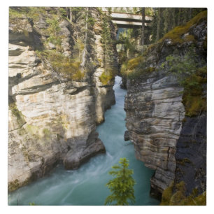 Canada, Alberta, Jasper National Park, Athabasca 2 Tile