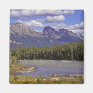 Canada, Alberta, Jasper National Park. Large Magnet
