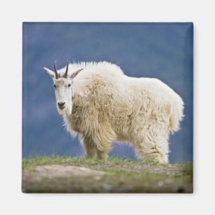 Canada, Alberta, Jasper National Park, Magnet
