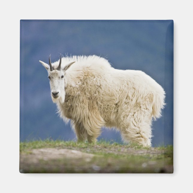 Canada, Alberta, Jasper National Park, Magnet (Front)