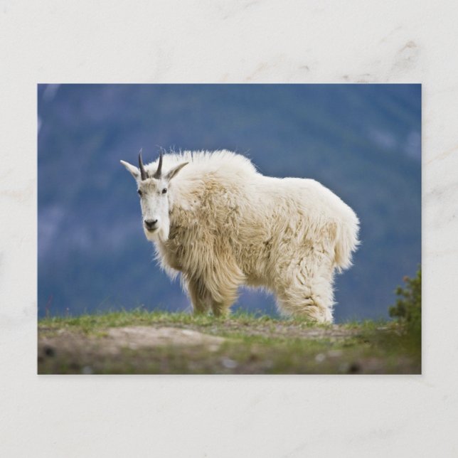 Canada, Alberta, Jasper National Park, Postcard (Front)