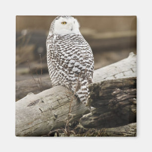 Canada, Boundary Bay, Snowy Owl Magnet