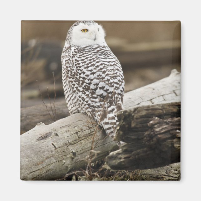 Canada, Boundary Bay, Snowy Owl Magnet (Front)
