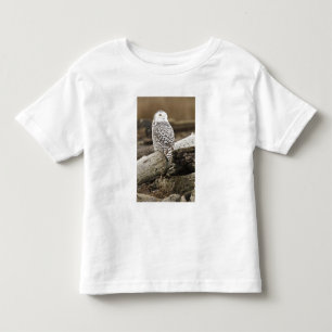 Canada, Boundary Bay, Snowy Owl Toddler T-Shirt