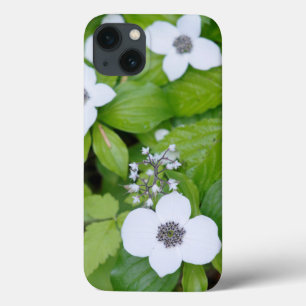 Canada, British Columbia. Dwarf Dogwood iPhone 13 Case