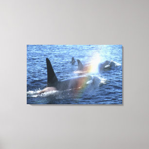 Canada, British Columbia, Johnstone Straight, Canvas Print