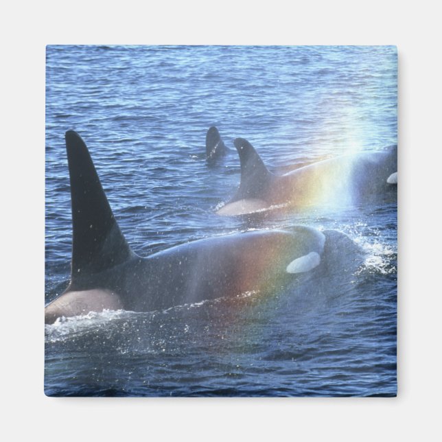 Canada, British Columbia, Johnstone Straight, Magnet (Front)