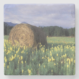 Canada, British Columbia, Kitwanga. Yellow Stone Coaster