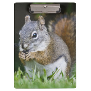 Canada, British Columbia, Red Squirrel Pine Clipboard