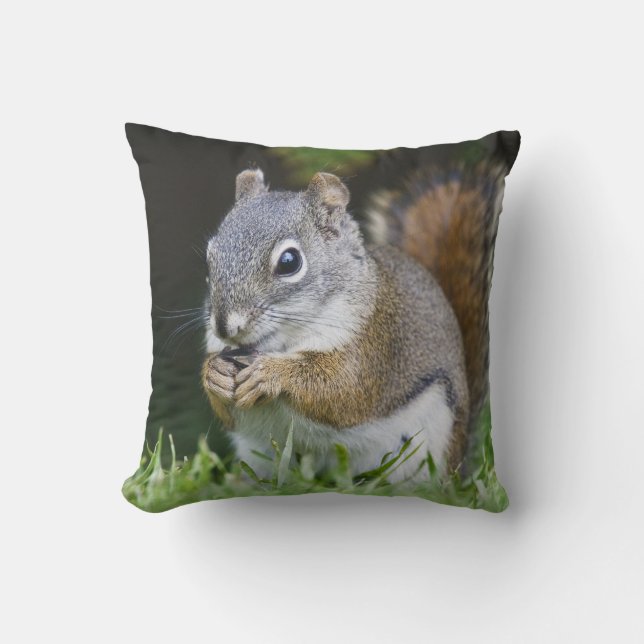 Canada, British Columbia, Red Squirrel Pine Cushion (Front)