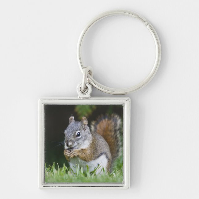 Canada, British Columbia, Red Squirrel Pine Key Ring (Front)