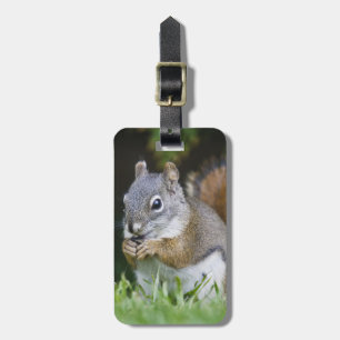Canada, British Columbia, Red Squirrel Pine Luggage Tag