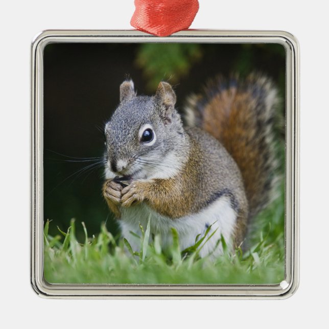 Canada, British Columbia, Red Squirrel Pine Metal Tree Decoration (Front)