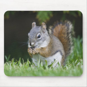 Canada, British Columbia, Red Squirrel Pine Mouse Pad