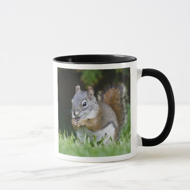 Canada, British Columbia, Red Squirrel Pine Mug (Right)