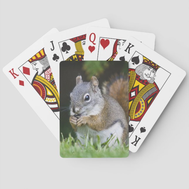 Canada, British Columbia, Red Squirrel Pine Playing Cards (Back)