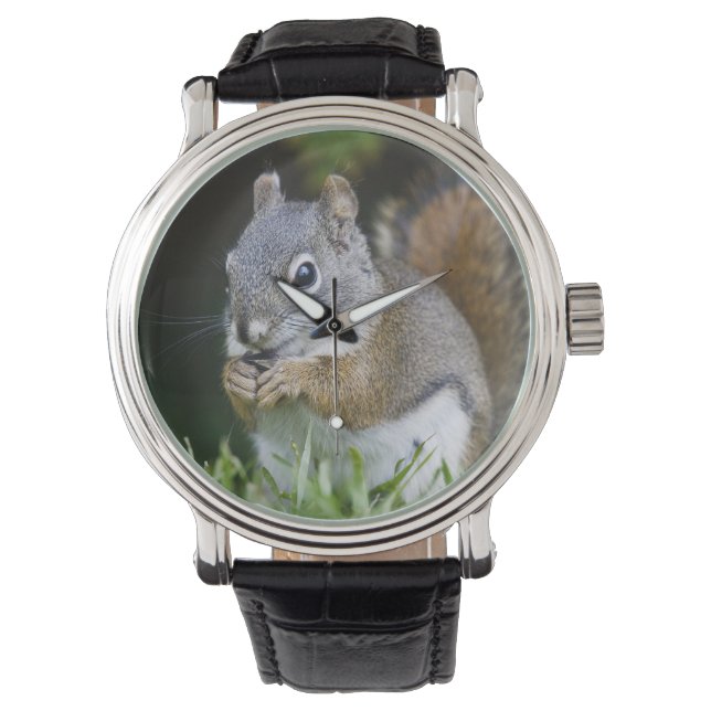 Canada, British Columbia, Red Squirrel Pine Watch (Front)