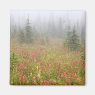 Canada, British Columbia, Revelstoke National Magnet