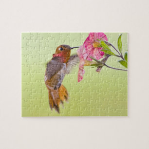 Canada, British Columbia, Rufous Hummingbird Jigsaw Puzzle