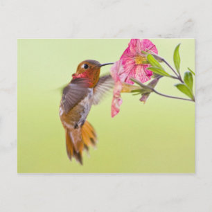 Canada, British Columbia, Rufous Hummingbird Postcard