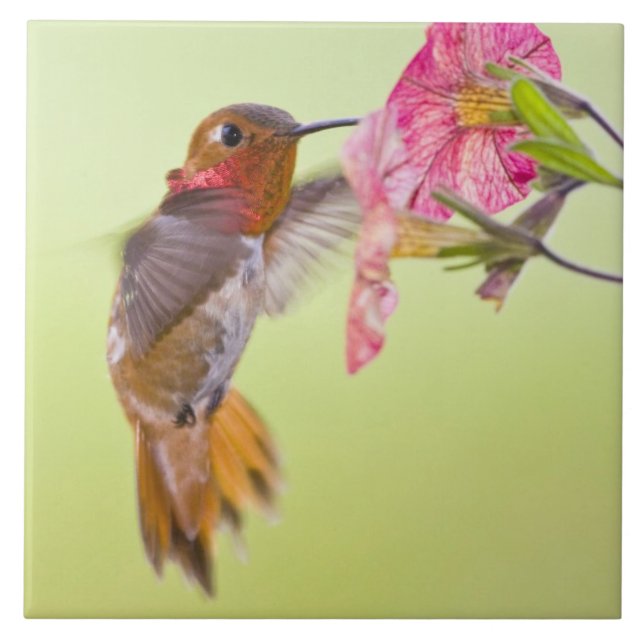 Canada, British Columbia, Rufous Hummingbird Tile (Front)