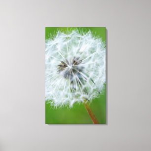 Canada, British Columbia, Vancouver Island 4 Canvas Print