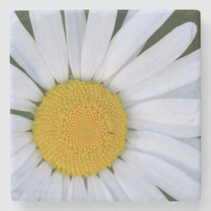 Canada, British Columbia, Vancouver Island 8 Stone Coaster
