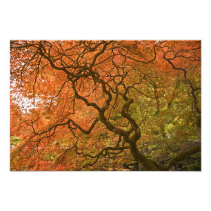 CANADA, British Columbia, Victoria. Autumn 2 Photo Print