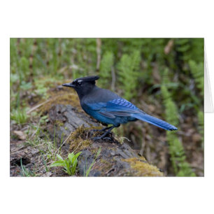 Canada: British Columbia, Yoho NP, Stellar jay,