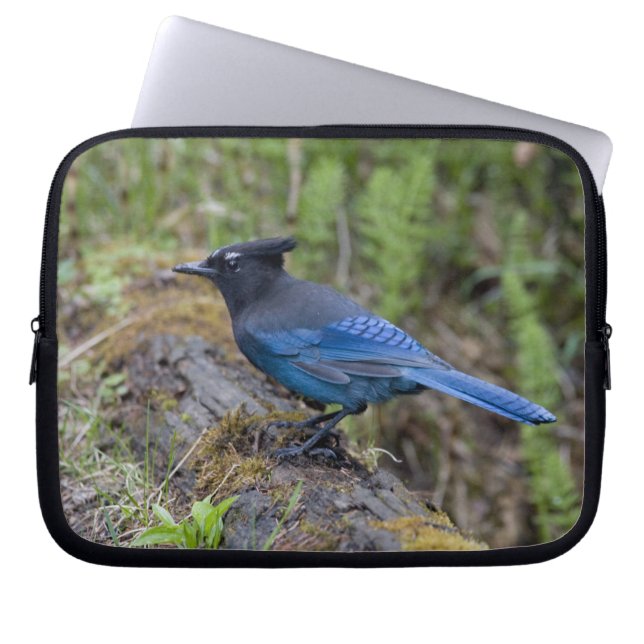 Canada:  British Columbia, Yoho NP, Stellar jay, Laptop Sleeve (Front)