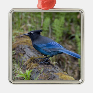 Canada:  British Columbia, Yoho NP, Stellar jay, Metal Tree Decoration