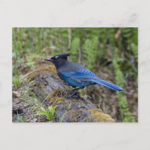 Canada:  British Columbia, Yoho NP, Stellar jay, Postcard