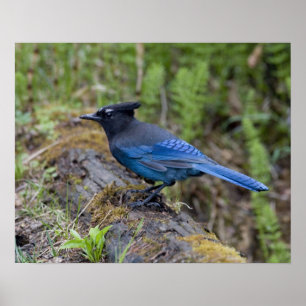 Canada:  British Columbia, Yoho NP, Stellar jay, Poster