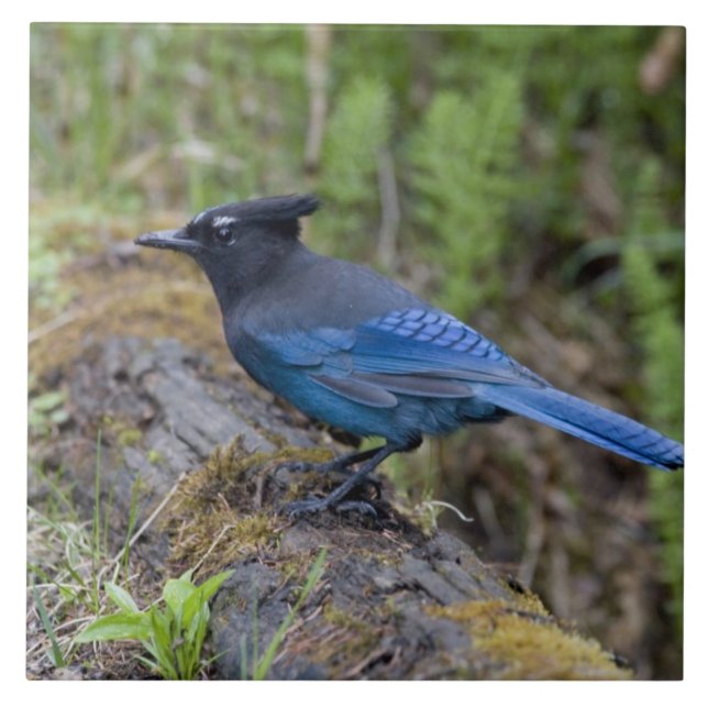 Canada:  British Columbia, Yoho NP, Stellar jay, Tile (Front)