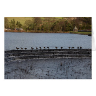 Canada Geese All In A Row