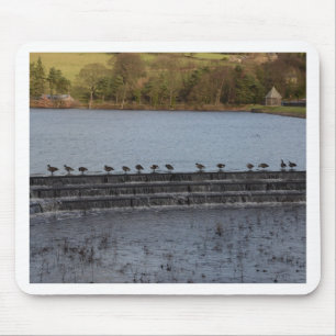 Canada Geese All In A Row Mouse Pad