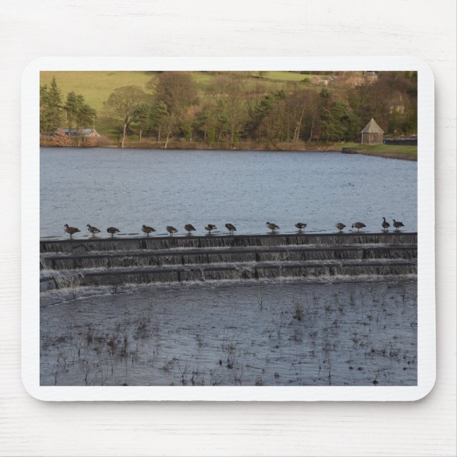 Canada Geese All In A Row Mouse Pad (Front)