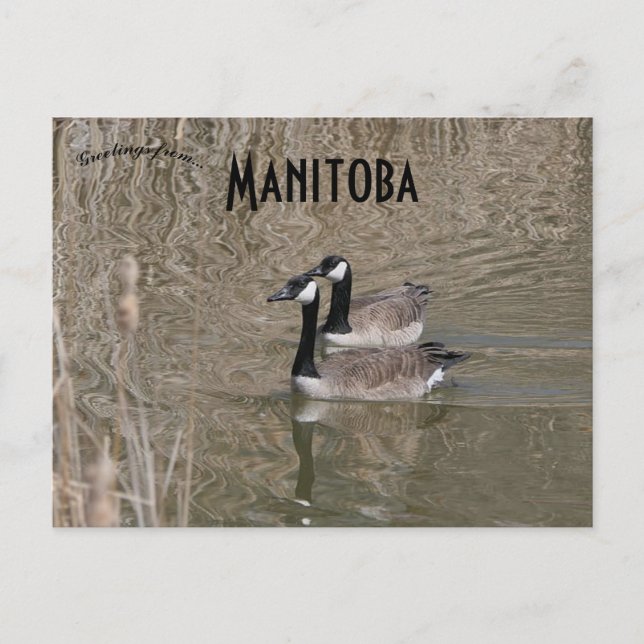 Canada Geese and Bull Rushes Winnipeg Manitoba Postcard (Front)