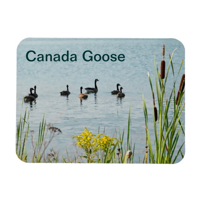 Canada Geese And Cattails Magnet (Horizontal)