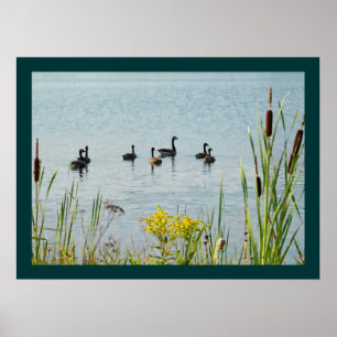 Canada Geese And Cattails Poster