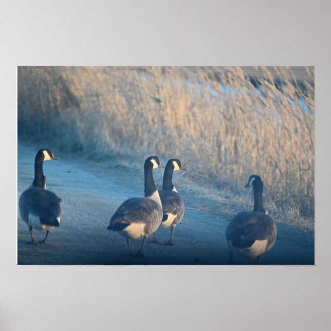 Canada Geese at the Refuge Poster (Front)