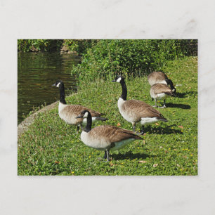 Canada Geese Beside Roath Park Lake, Cardiff. Postcard