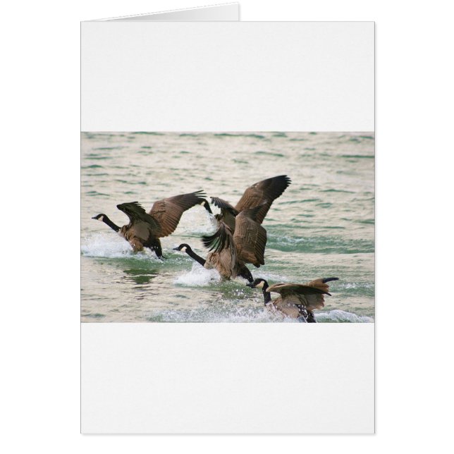 Canada Geese Blank Cards (Front)