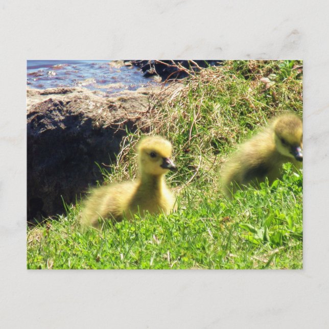 Canada Geese Goslings Exploring Environment Postcard (Front)
