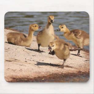 Canada Geese Goslings Mousepad